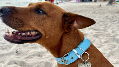 Dog Id
