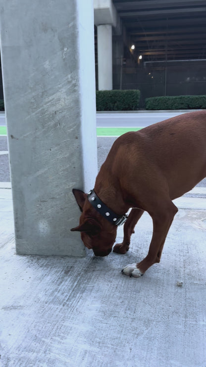 Glam Dog Collar