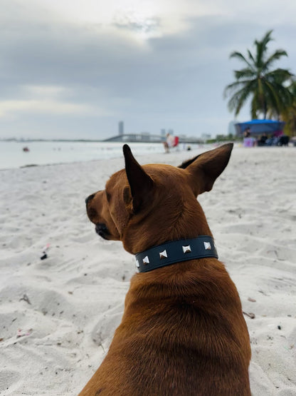 Rockstar Dog Collar