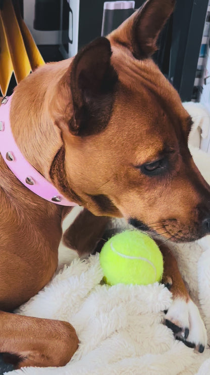 Sweetheart Dog Collar